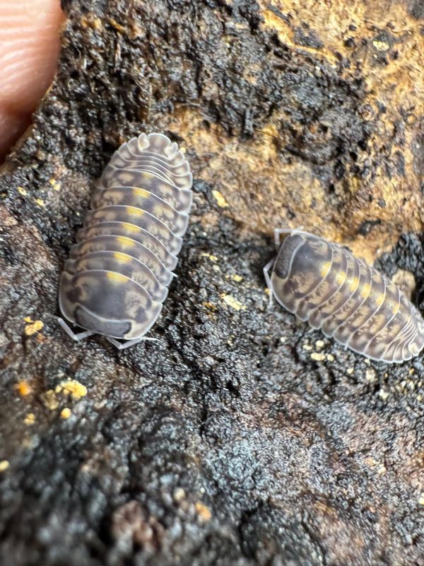 15ct - Cubaris sp. "Platin Tung Song"
