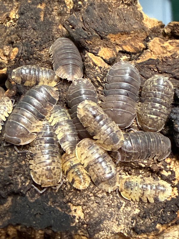 10ct - Fillipinodillo cordova "Cordova"