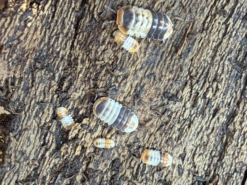 20ct - Cubaris sp. "White Shark"