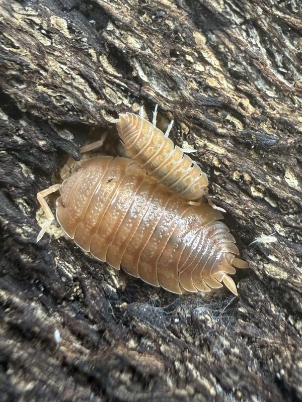 10ct - Porcellio dilatatus "Rust"