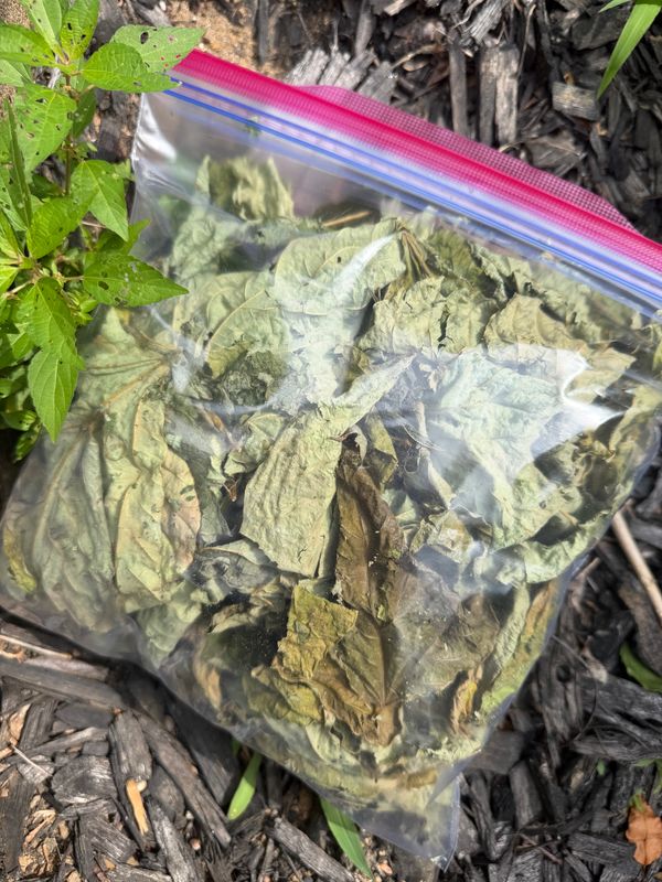 1 Gallon Dried Kudzu