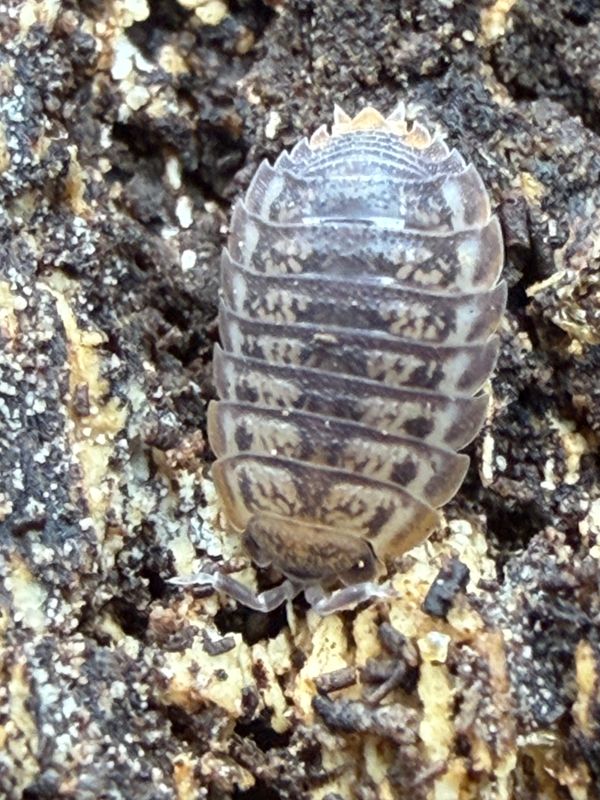 10ct - Agabiformius lentus "Wide Dwarf Isopod"