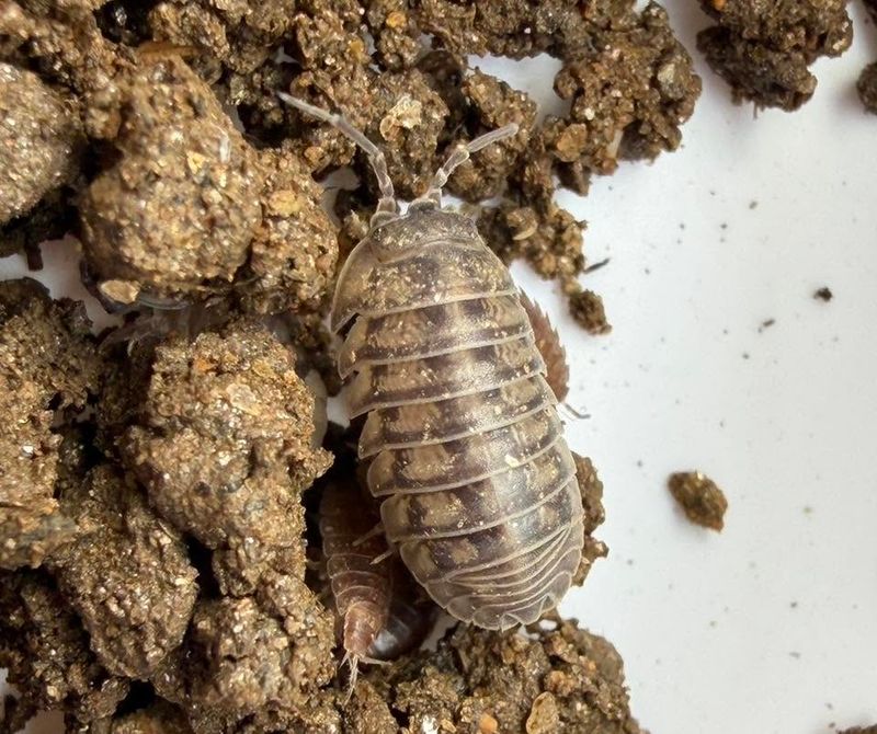30ct - Armadillidium nasatum "Wild Type"