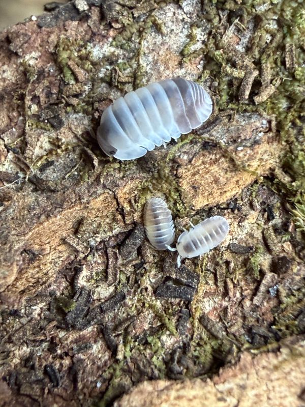 10ct - Cubaris sp. "Tapir"