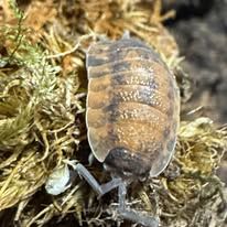 10ct - Porcellio scaber "Lava"