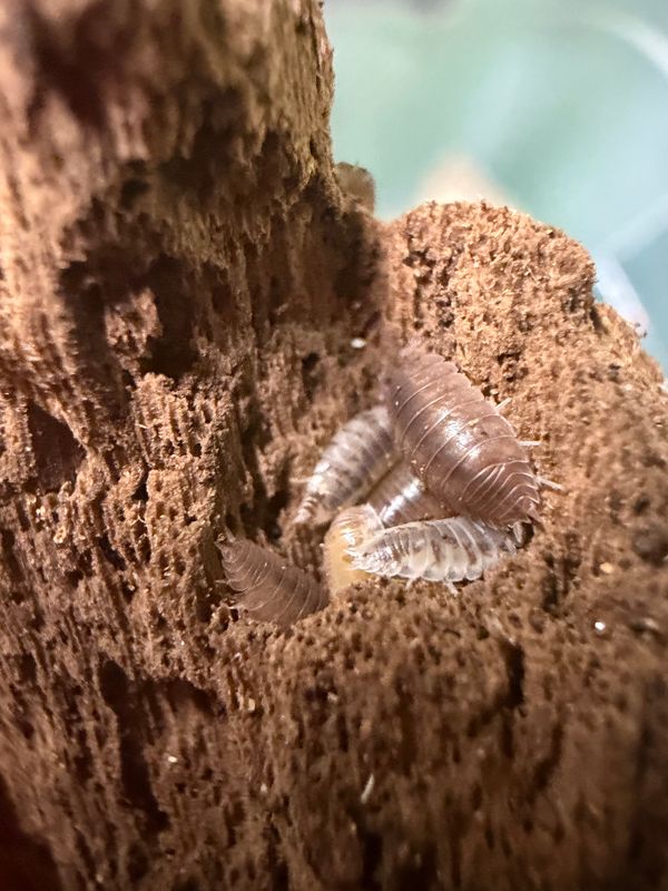 10ct - Porcellio laevis "Herd Of Cows"